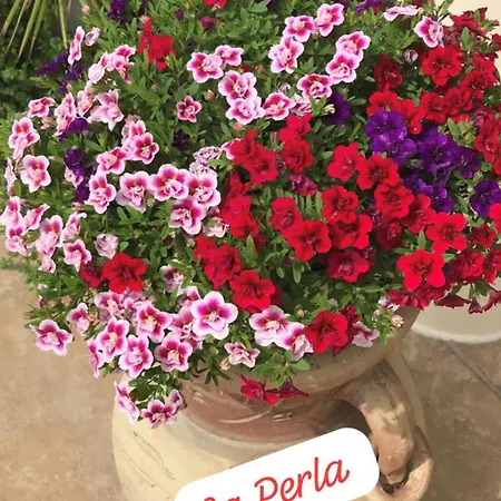 La Perla 리케일